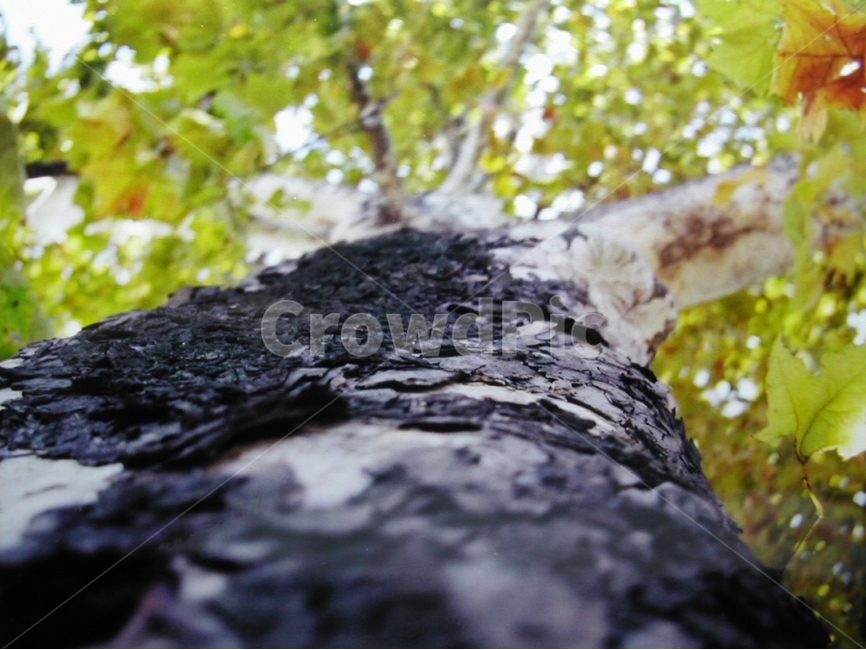 필카,미녹스,필름,나무,사물,색감,식물,자연,plants,nature,나무,trees,wood