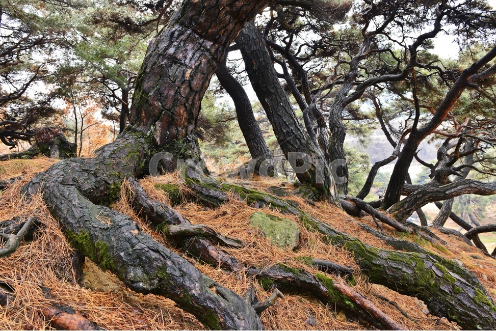 남원,부절리,소나무,나무뿌리,뿌리,tree,나무,treetrunk,나무줄기,plant,식물,식물,자연,plants,nature,나무,trees,wood