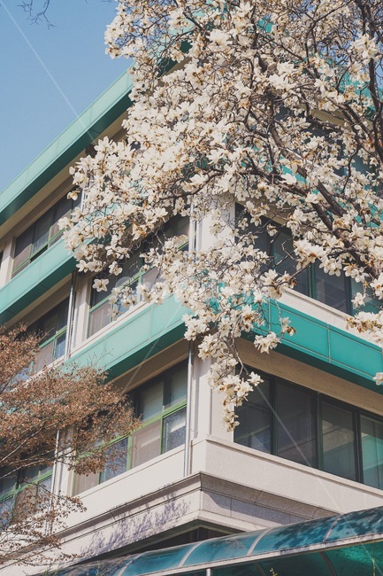 목련,봄,봄꽃,flower,감성사진,하늘,꽃,plant
