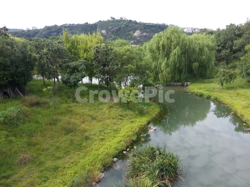 ditch,도랑,나무,식물,숲