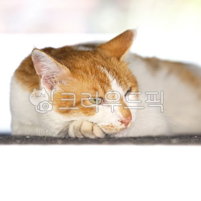 Meow,wild animals,Pets,pet cat,stray cat,mammal,cat,animal,mammalia,pet