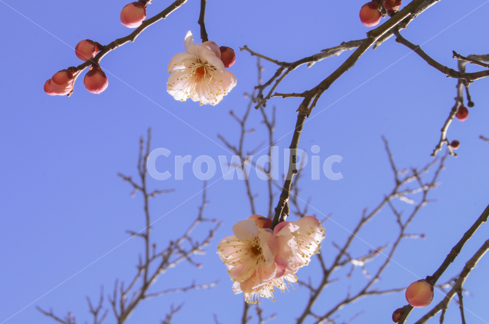 plant,식물,blossom,flower,꽃,매화,봄,spring,봄꽃,개화