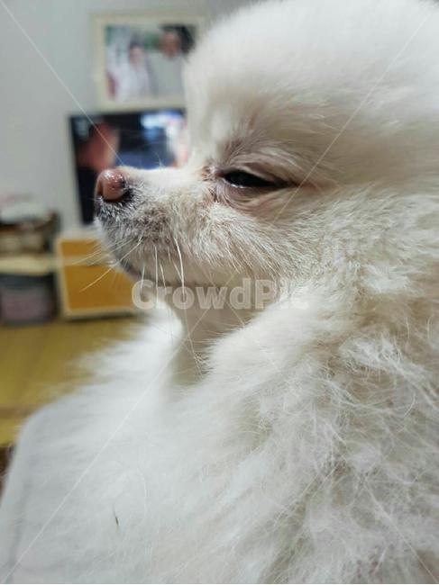 귀여운강아지,강아지,애완견,dog,애완동물
