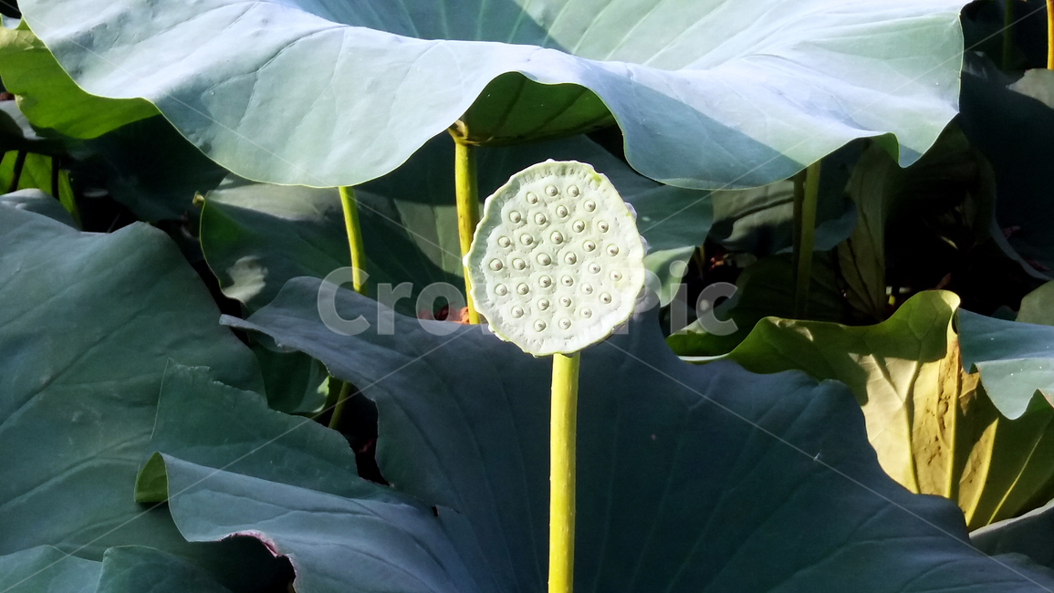 연꽃,연잎,연꽃씨앗,연꽃씨방,수련,식물,자연,plants,nature,꽃,flower