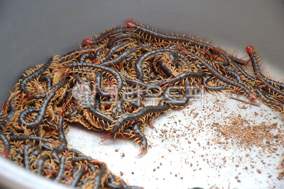 poisonous insect,poison,bug,insect,centipede