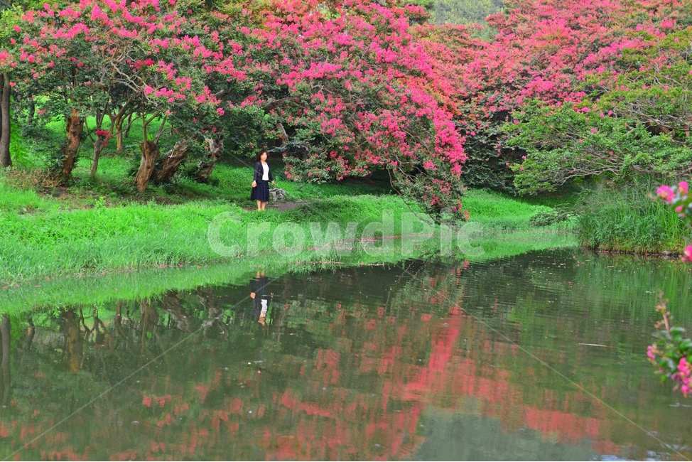 human,인간,person,사람,dress,드레스,clothing,의류,apparel,의복,outdoors,옥외,water,물,nature,자연,담양,명옥헌원림,명혹헌배롱나무,배롱나무,유적지,문화재