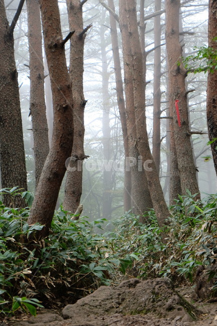 산,안개,산안개,구름,나무,한라산,제주도,제주,jeju,자연,풍경,nature,landscape,식물,plants,나무,trees,wood,tree,tree trunk,나무 줄기,plant