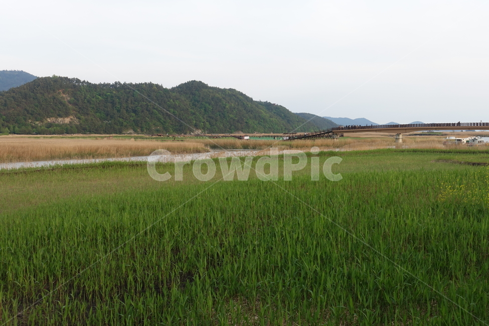 순천,순천만,grassland,field,들,자연,nature,outdoors,paddyfield,패디필드,countryside,옥외,갈대,습지
