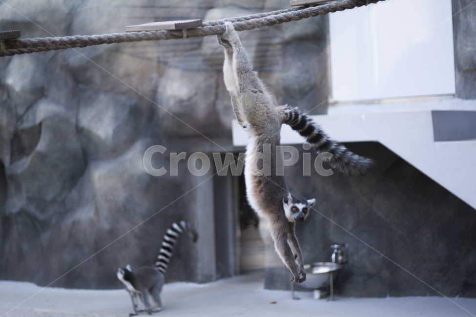 동물원,동물,zoo,철장,우리,사육,animal,동물,animal,포유류,mammal