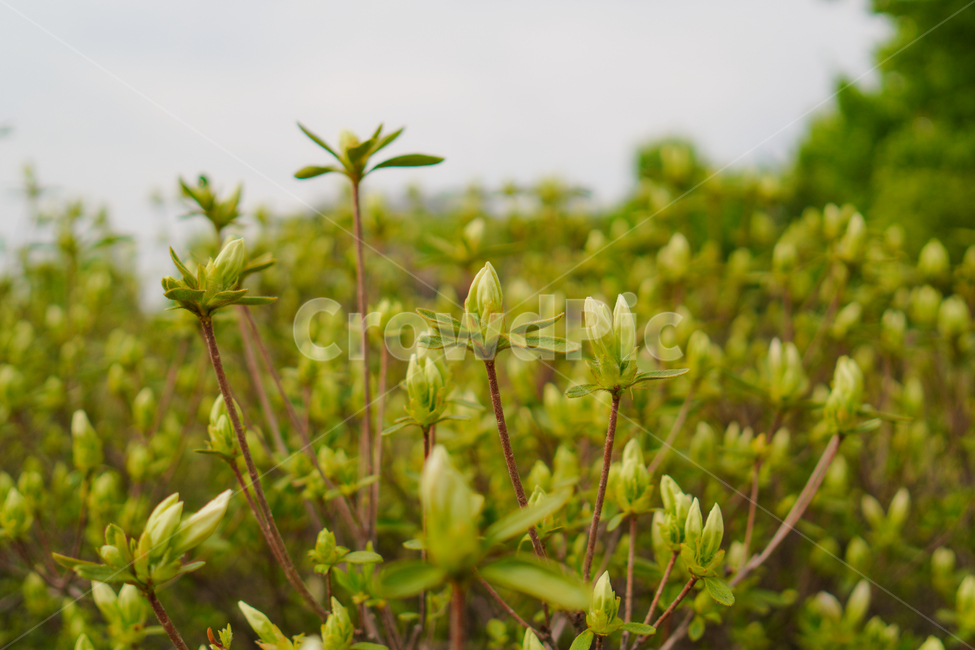 꽃봉우리,봄,식물,접사,꽃,자연,녹색,힐링,신선함,season,plantsnature,flower,sensiblefeeling,색깔,색상,색채,색감,colorsense,colorsensitivity,feelingofcolor,감성,평온함