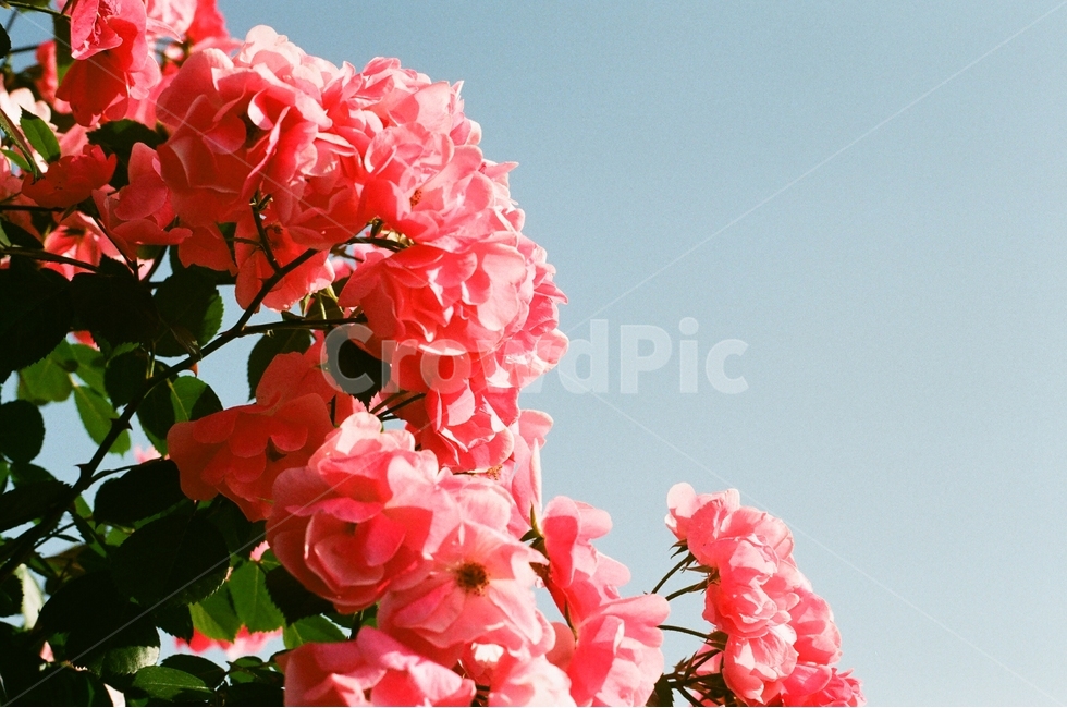 꽃,장미,화사한,필름,봄,감성,식물,자연,plants,nature,꽃,flower,감성,sensible,feeling