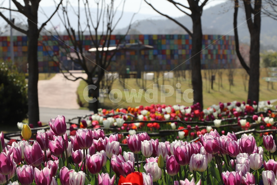 plant,식물,flower,꽃,blossom