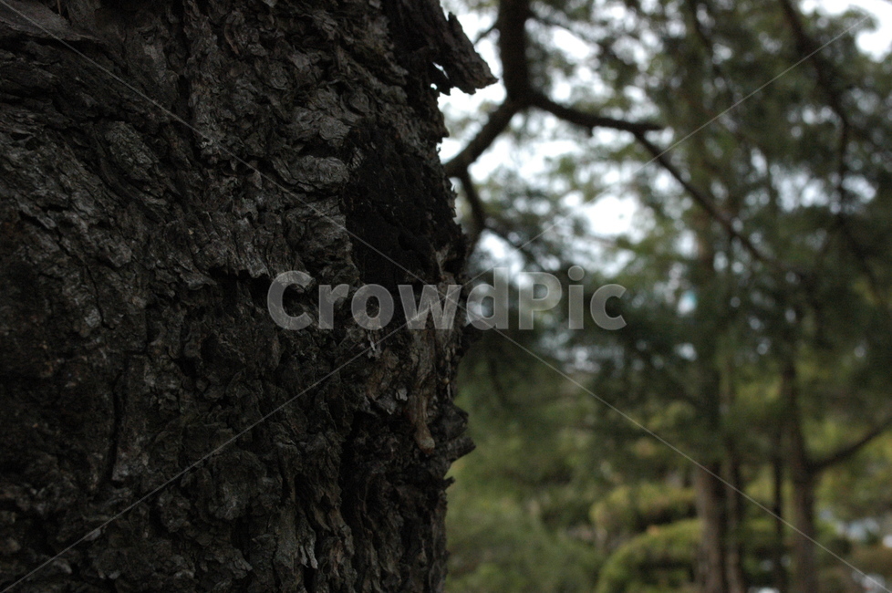 나무,산속,청량,나무접사,풍경,식물,자연,plants,nature,나무,trees,wood