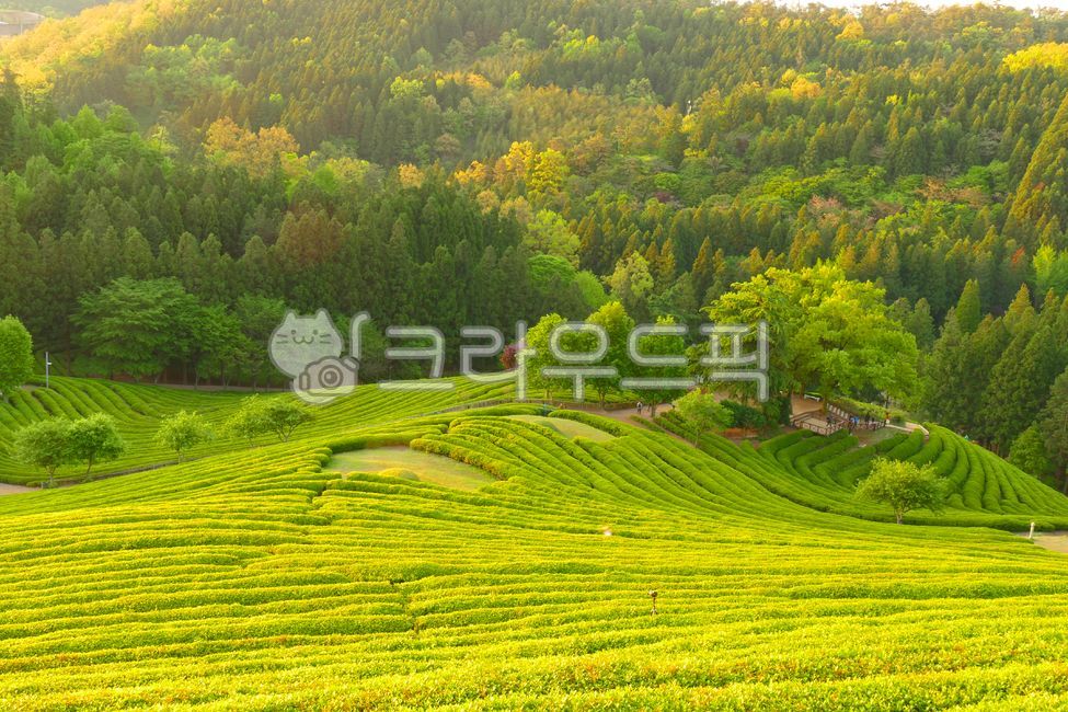 보성녹차밭,대한다원,삼나무길,한국차박물관,차전망대