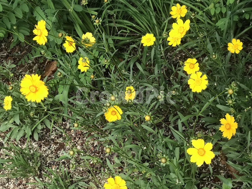 자연,꽃,배경,바탕화면,영장산,노란색,식물