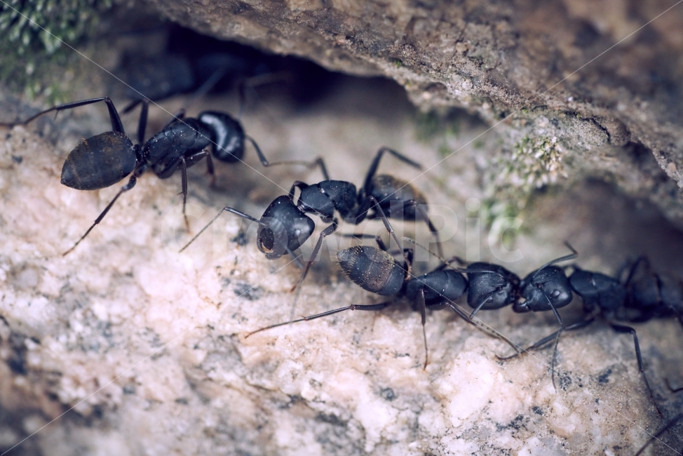 개미,왕개미,협동,접사,매크로,다큐멘터리,자연,곤충,동물,animal,곤충,벌레,insect,bug