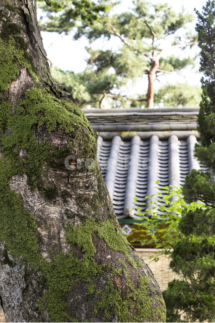 사찰,기와,고목,이끼,무늬,한국전통,한국문화,korean traditional,korean culture,식물,자연,plants,nature,나무,trees,wood