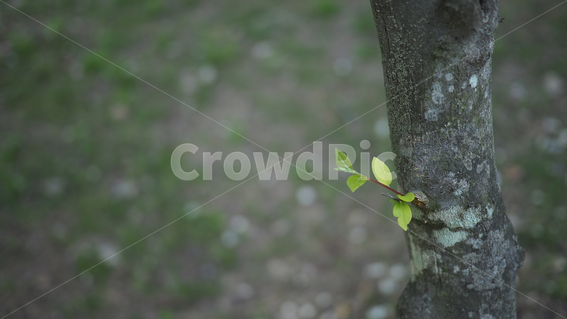 나무,가로수,아웃포커스,tree,나무싹,식물,자연,plants,nature,나무,trees,wood