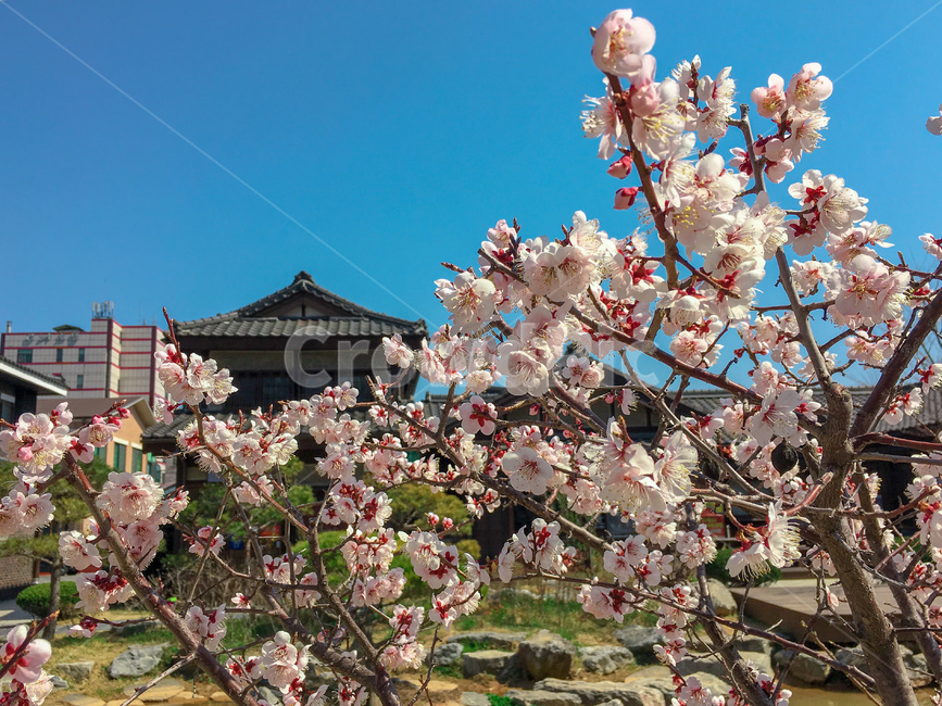 벚꽃,꽃놀이,꽃,봄,cherryblossom,flower,spring,일본식건축,군산,nature,자연,식물,봄,계절,spring,season,식물,자연,plants,nature,꽃,flower,plant,blossom