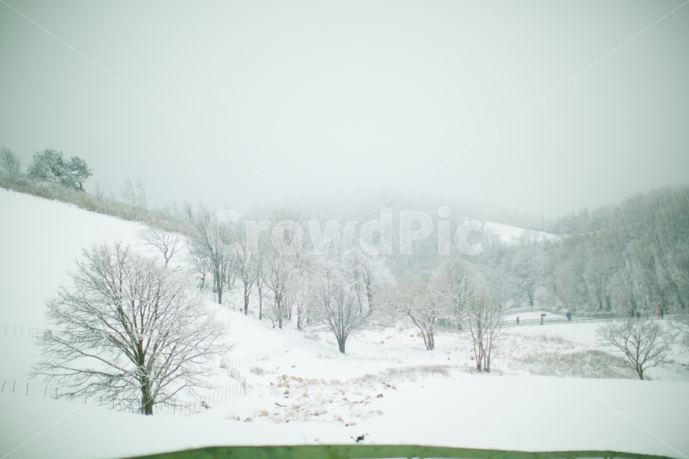 설경,눈,겨울,하얀색,눈꽃,하얀세상,화이트,snow,winter,white,snowflower,겨울풍경,대관령,겨울산,겨울,계절,winter,season,자연,풍경,nature,landscape,감성,sensible,feeling,outdoors,옥외,storm,폭풍,blizzard,눈보라,weather,날씨