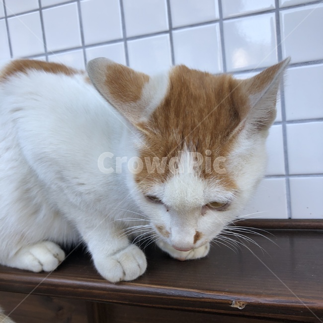 길고양이,동물,앉아있는고양이,고양이발,치즈고양이