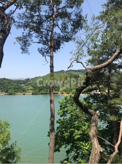 소나무,자연,강,하늘,나무,땅,푸름,숲,초록,파랑,햇빛,자연,풍경,nature,landscape,tree,plant,식물,tree trunk,나무 줄기