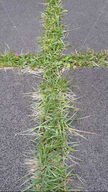 아스팔트,바닥,타맥,십자가,잔디,식물,자연,plants,nature