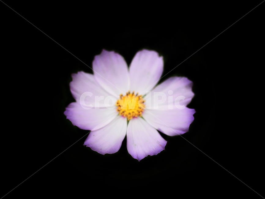 꽃,코스모스,가을,퍼플,보라,식물,자연,plants,nature,꽃,flower