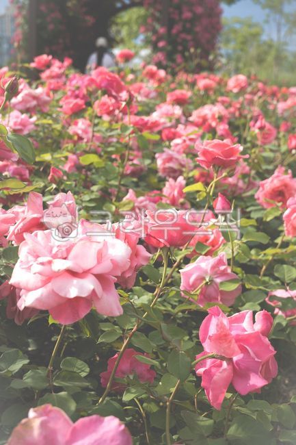 장미,장미꽃밭,핑크로즈,pink,rose,flower