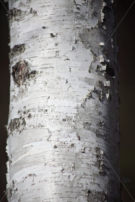 자작나무,식물,백화피,japanesewhitebirch,plant,식물,자연,plants,nature,나무,trees,wood