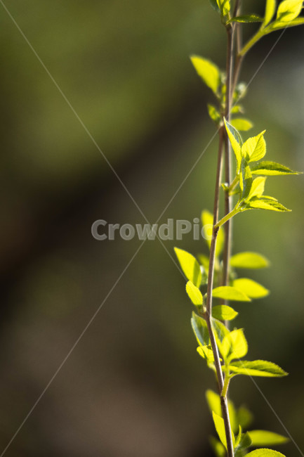 잎,초록,연두,식물,아웃포커싱,leaf,plant,green,식물,자연,plants,nature