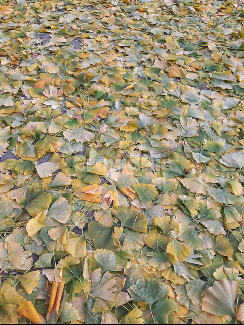 은행잎,잎새길,가을길,가을단풍,낙엽길,나뭇잎길,가을,계절,fall,autumn,season,plant,식물,leaf,잎,ground,바닥