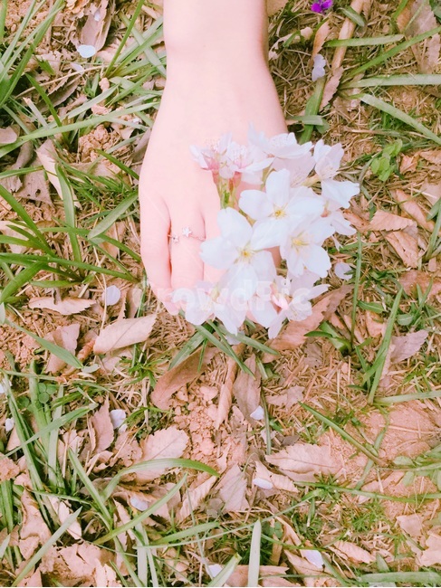 꽃,손,벚꽃,분홍,자연,spring,cherryblossom,pink
