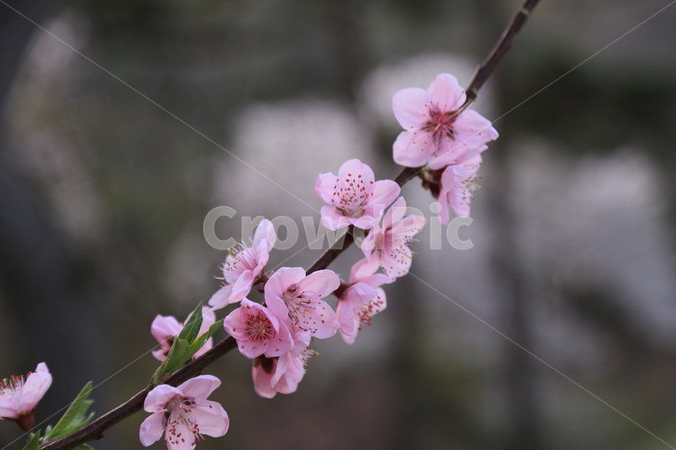 수덕사,수덕여관,이응로,꽃,복사꽃,연분홍복사꽃,사찰여행,봄,계절,spring,season,식물,자연,plants,nature,꽃,flower,plant,blossom