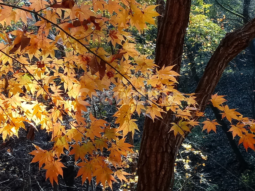 단풍,단풍잎,단풍나무,가을,leaf,잎,plant,식물,tree,나무,계절,fallautumnseason,outdoors,옥외,자연풍경,naturelandscape,가을,계절,fall,autumn,season,식물,자연,plants,nature,maple