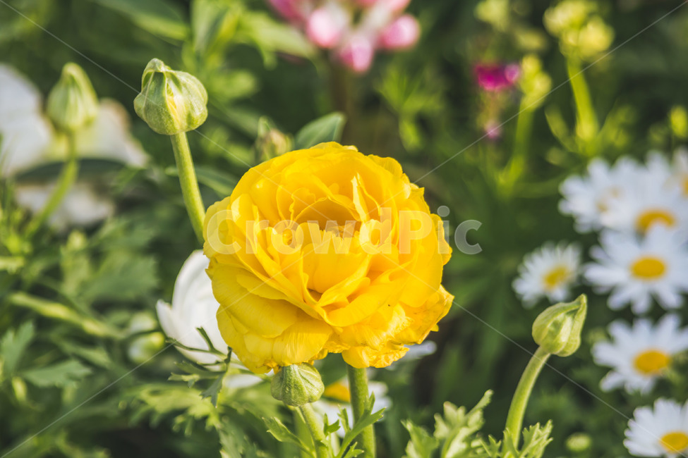 plant,blossom,식물,rose,장미,flower,식물,자연,plants,nature,꽃,flower