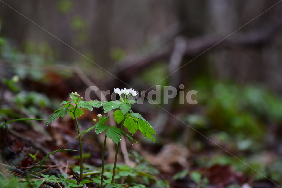 나도바람꽃,야생화,봄,꽃,풀꽃,자연,식물,식생,plants,nature,spring,season,flower