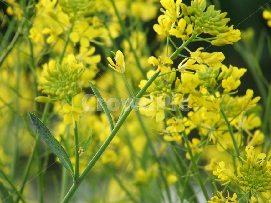 유채꽃,3월4월꽃,꽃,노란꽃,봄철꽃,plant,식물,식물,자연,plants,nature,꽃,flower