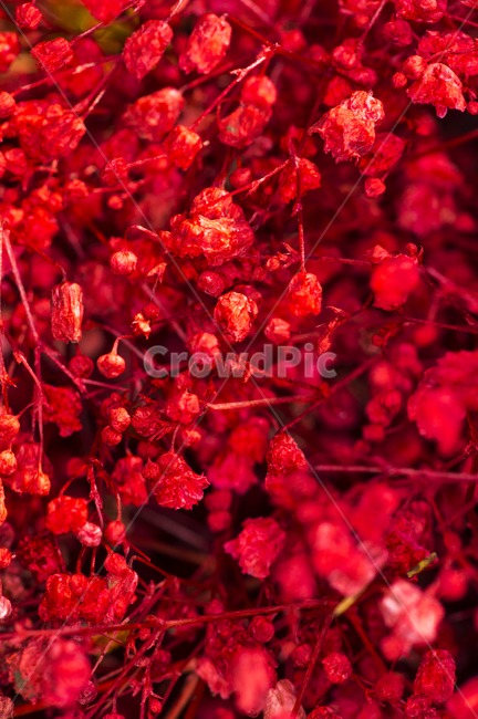 plant,식물,잎,안개꽃,건화,말린꽃,붉다,redplant,immortelle,driedflower,babysbreath,식물,자연,plants,nature,꽃,flower