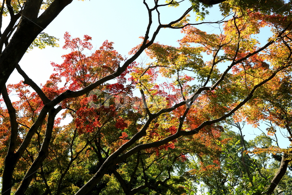 단풍,나무,단풍나무,식물,낙엽,자연,가을,나뭇잎,하늘,맑은하늘,가을,계절,fall,autumn,season