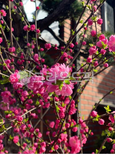 flower,꽃,꽃잎,봄,봄꽃,꽃봉우리,꽃망울,빨강,빨간,빨간꽃,붉은꽃,나무,자연,plants,nature