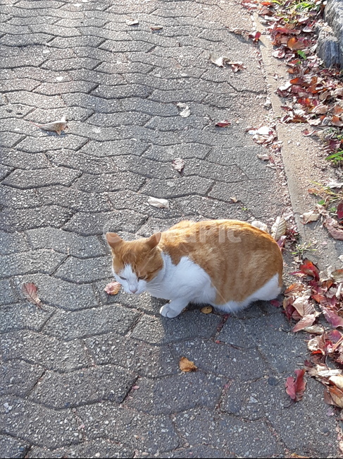 고양이,길고양이,냐옹이,길냥이,야옹이