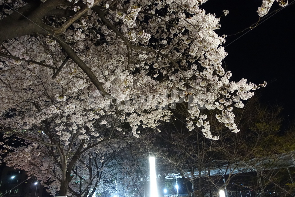 벛꽃,야간,조명,밤,산책,나들이,데이트,흐드러진,봄,계절,spring,season,야경,밤,풍경,nightscape,night,landscape,plant,식물,flower,꽃,blossom,cherry blossom,벚꽃
