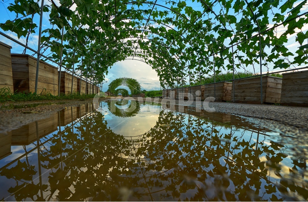 아치,반영,비온후,물웅덩이,식물,자연,하늘공원,반사,도로,산책,자연,풍경,nature,landscape,plant,tree,나무