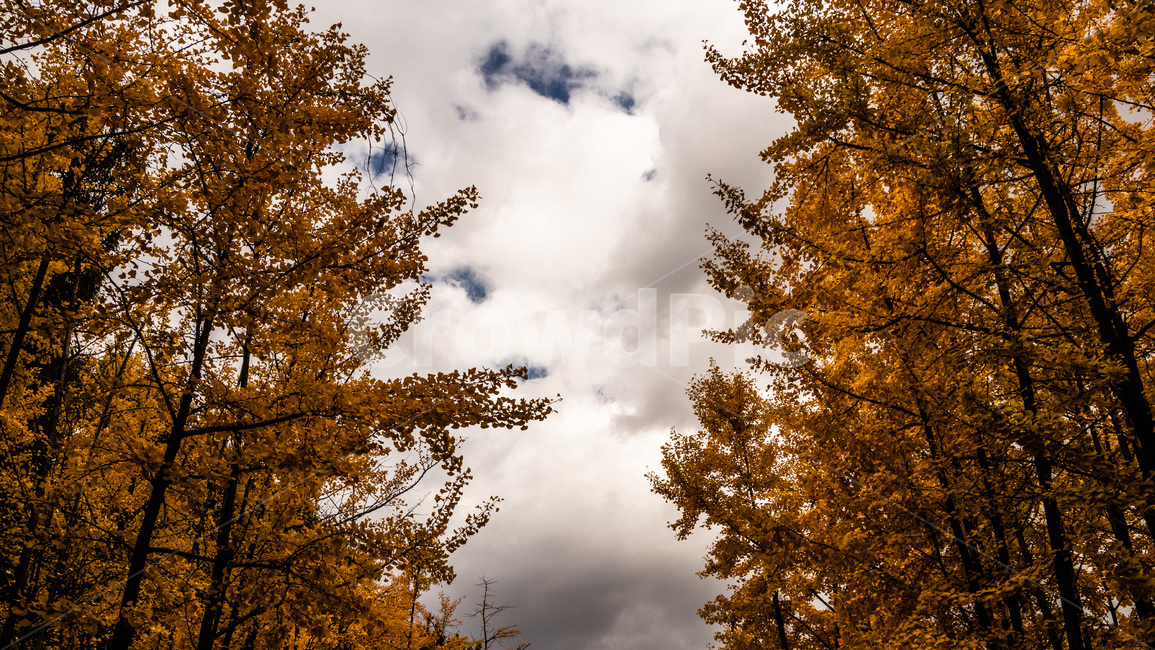 은행,은행잎,은행나무,은행나무숲,은행숲,가을,계절,fall,autumn,season,자연,풍경,nature,landscape,tree,나무,plant,식물
