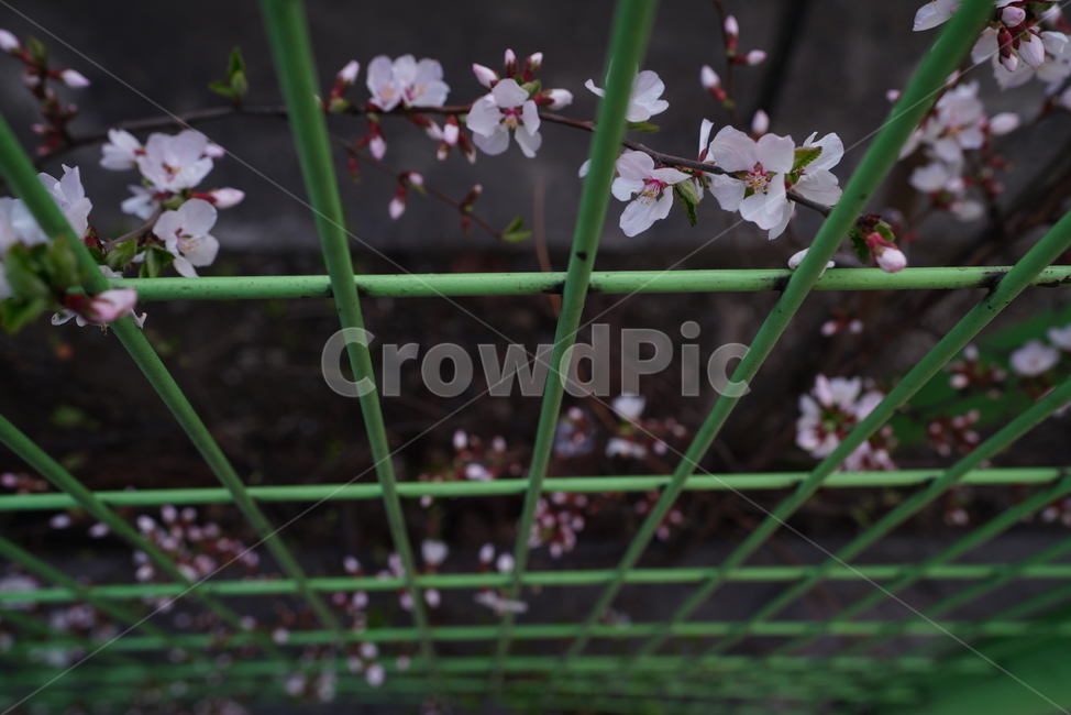 벚꽃,봄꽃,봄,계절,느낌,감성,색감,화이트,꽃,플라워,생물,식물,flower,생명,식물,자연,plants,nature,꽃,flower