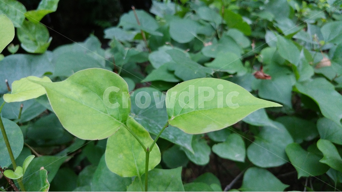 녹색,자연,배경,초록,신선함,식물,자연,plants,nature