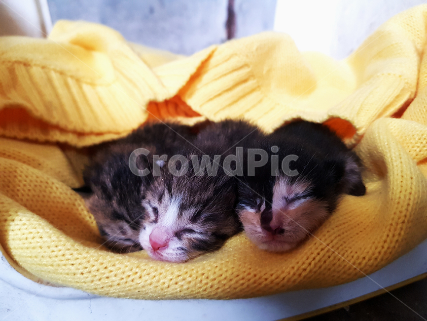 고양이,아기,동물,출산,길고양이