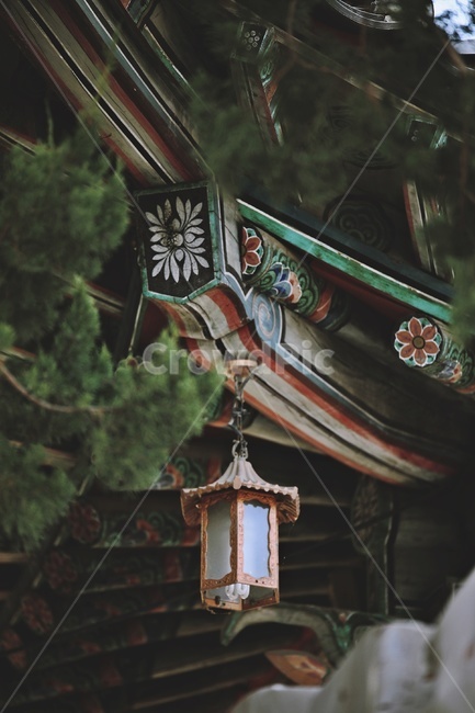 처마,한옥,기와지붕,green,소나무,pinetree