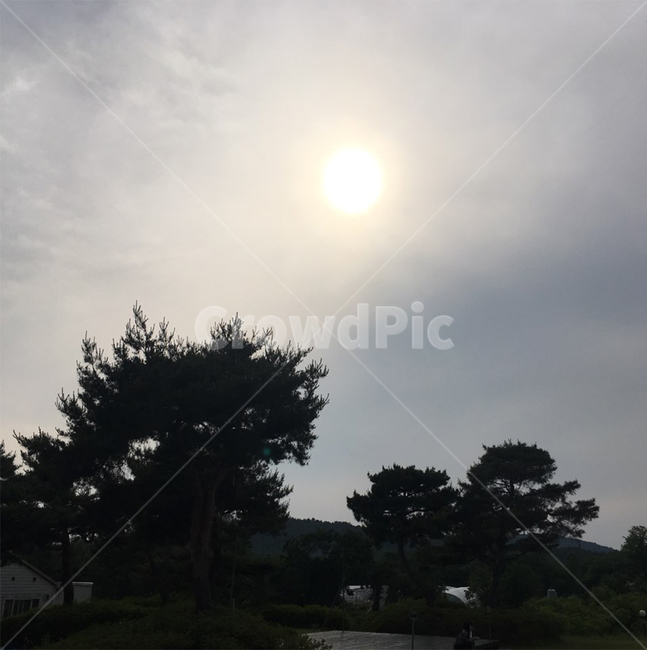 하늘,배경,분위기,나무,햇살,노을